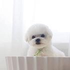 出售精品比熊幼犬 送疫苗证健康证包售后