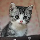 抚州纯种小美短虎斑标斑舍 正规猫舍家庭式繁育