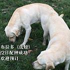 大骨量家养纯种拉布拉多幼犬预订