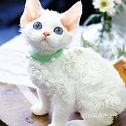 广东江门纯种德文猫特价处理