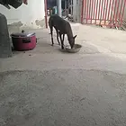 精品公狗卖和换都可以