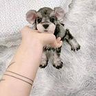 纯种雪纳瑞幼犬小狗 可爱椒盐雪纳瑞 身体健康找新家