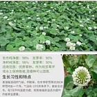 琼海目前白三叶经销商