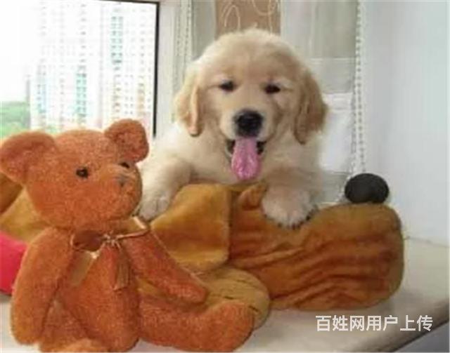 纯种健康金毛幼犬、品种齐全纯正血统 品质有保证的图片