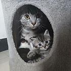 纯色黑猫低价出