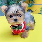 本地犬舍出售小体纯种茶杯犬约克夏保健康签协议