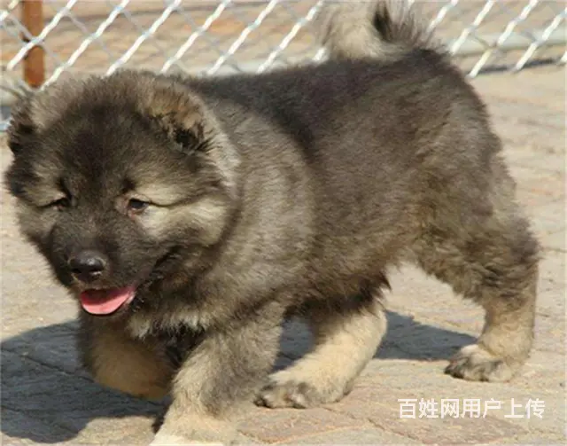 出售高品质赛级直系一熊版高加索幼犬购买签协议保健康的图片