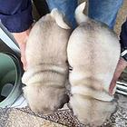 周口【巴哥犬舍】地址 巴哥一般价位