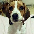 辽源哪卖比格犬，哪有比格犬，谁家的比格犬靠谱