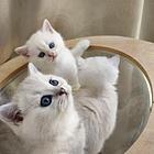 银点金渐层猫崽