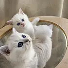 银点金渐层猫崽