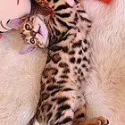 宜昌孟加拉豹猫 疫苗齐全 温顺黏人 保证健康