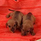 滨州卖小鹿犬的狗场，卖小鹿犬的本地商家