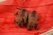 白山哪里可以买到纯种小鹿犬