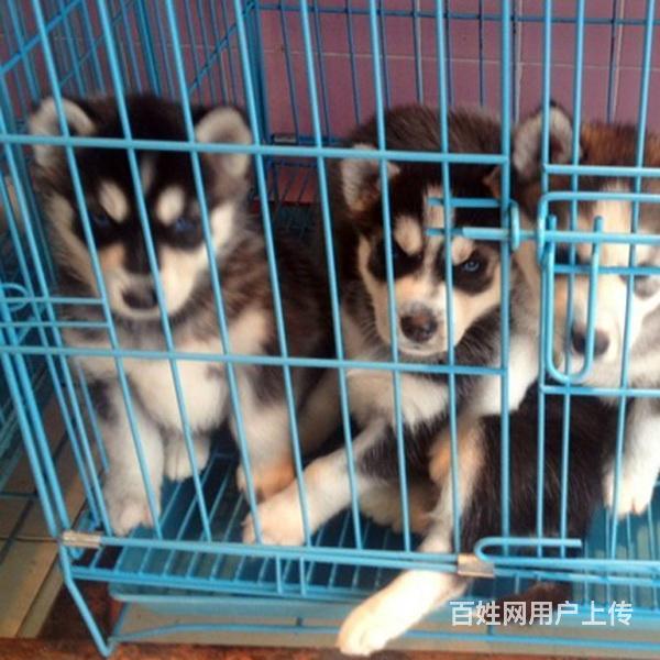 通辽哈士奇价格_多少钱一只|哈士奇图片|的图片