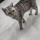 猫猫