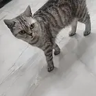 猫猫