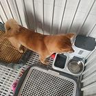 出售柴犬