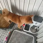 出售柴犬