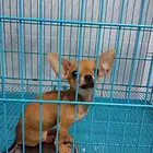 楚雄本地小鹿犬价格，本地哪儿可以买到小鹿犬