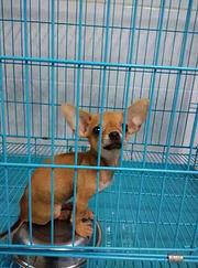 池州哪里可以买到纯种小鹿犬