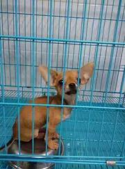 白山如何挑选纯种小鹿犬，小鹿犬靠谱商家