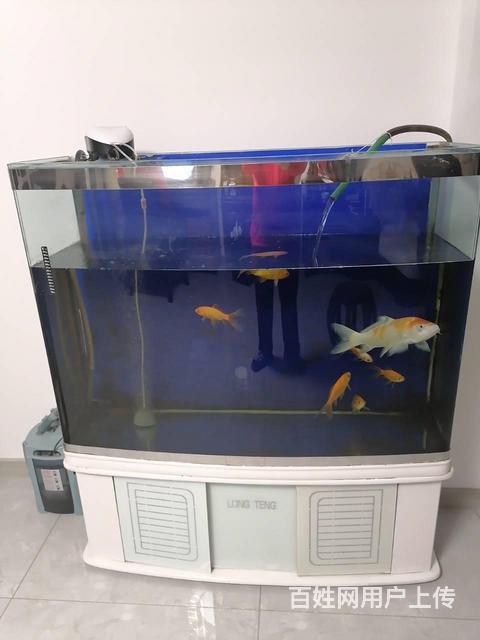 转让高档鱼缸原价4000+ 过滤桶600鱼8条的图片