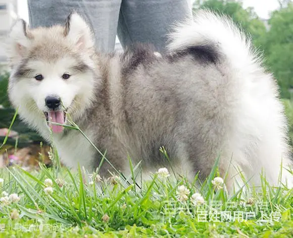 池州买一只法斗需要多少钱，法斗犬舍地址的图片