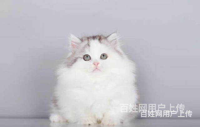 云南玉溪纯种拿破仑矮脚一般多少钱一只的图片