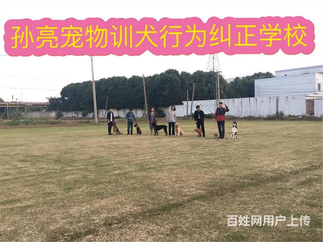 杭州训狗训犬基地宠物训练培训学校哪家好?哪里正规