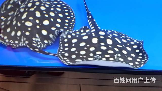 自家养的龙鱼 精品四纹虎5条皇冠黑白2条 斑马狗头的图片