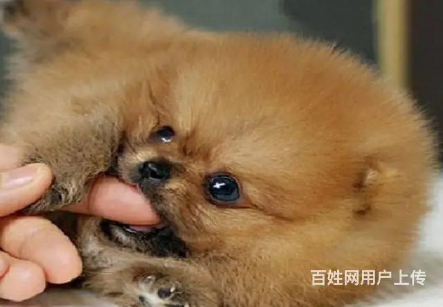 主推小体博美幼犬 熊版博美宝宝品质有保障 - 图片 7