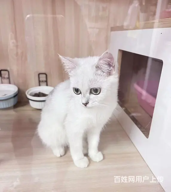 给猫猫找个家 - 图片