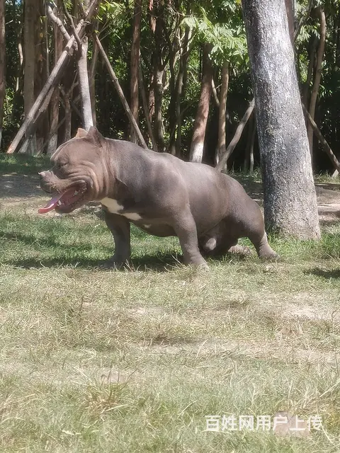 家养恶霸犬接受预定 - 图片 3