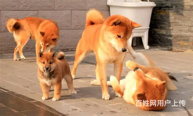 出售纯种日系柴犬,多只可选,签合同包健康三个月 - 图片 6