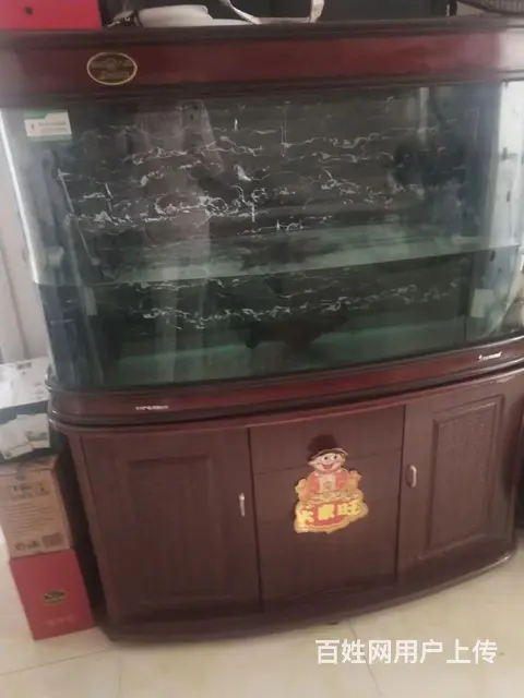 鱼缸 - 图片 2