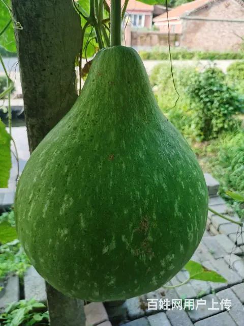 独栋四合院 - 图片 8