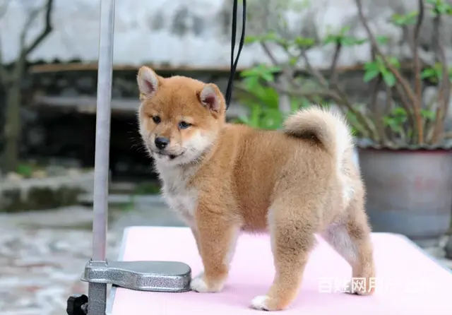 赛级日系柴犬、白脸体正纯种柴犬出售，包空运 - 图片 5