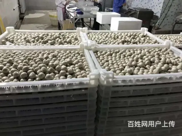 北海鳗鱼丸子马鲛鱼丸批发工厂批发 - 图片 9