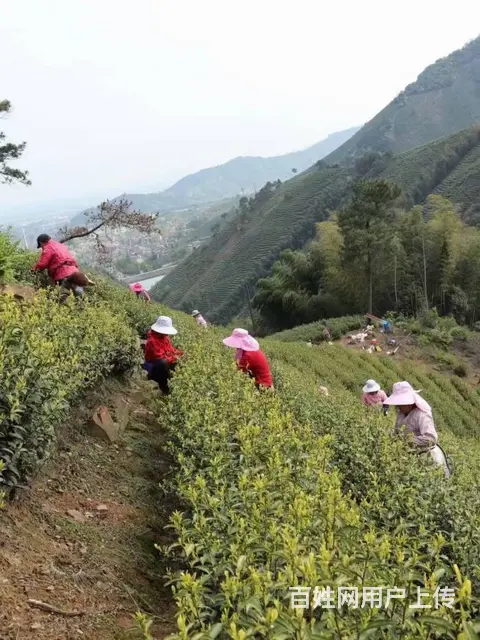 冬天来了 春天还会远吗 小戴白茶欢迎您 - 图片 3