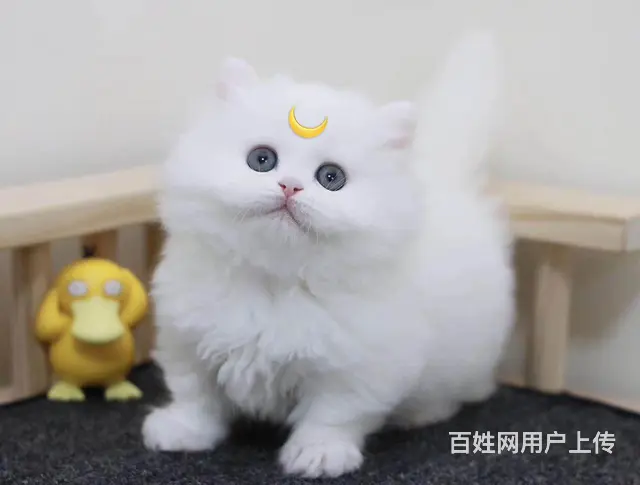 曼基康矮脚猫多少钱 拿破仑好养吗 矮脚拿破仑照片 - 图片 5