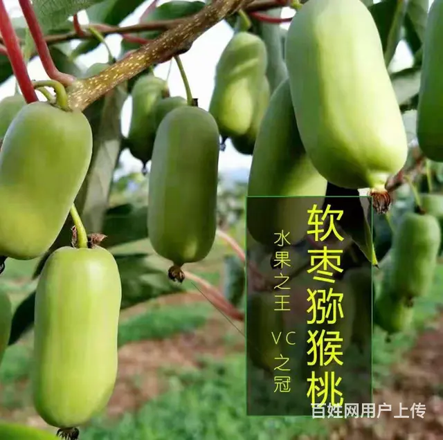 软枣猕猴桃苗 - 图片 4