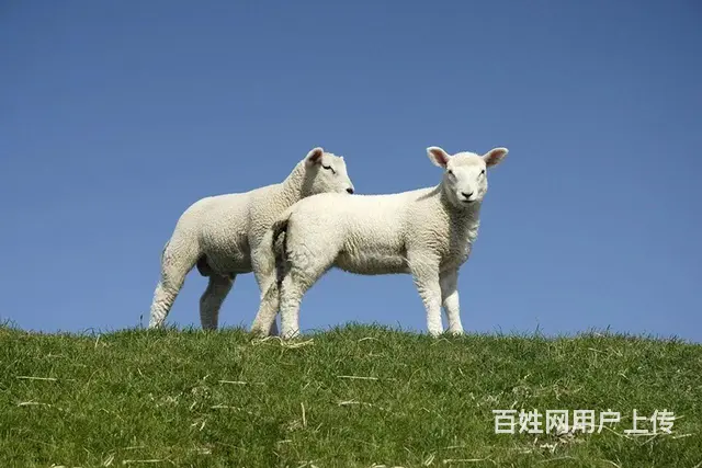 呼伦贝尔旅游包车租车领队推荐阿杰师傅 - 图片 2