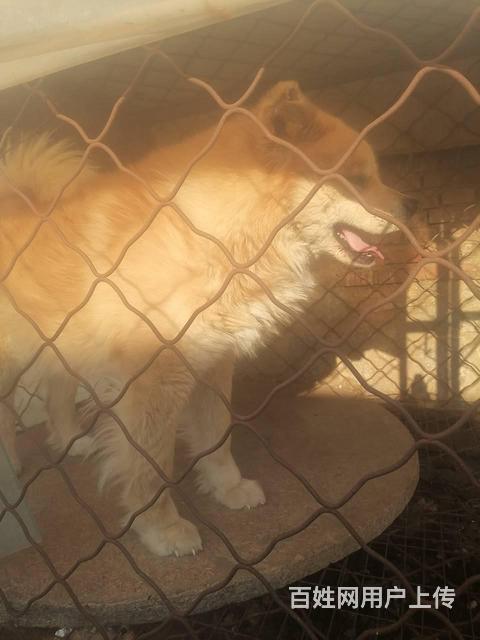 配狗，日本秋田犬，5岁公狗品相好的图片
