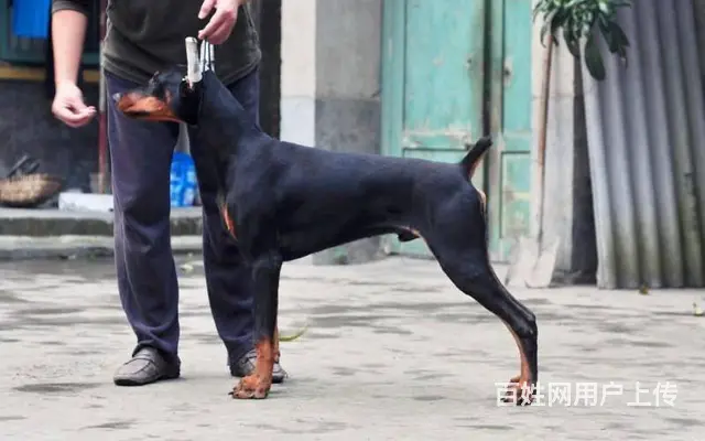 德系杜宾犬 纯种杜宾犬 杜宾犬价格北京附近可送 - 图片 4