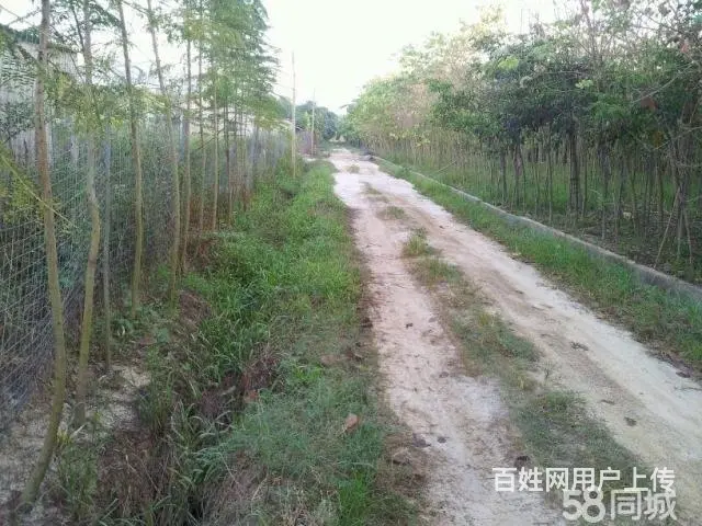 揭东万竹园后面空地出租 - 图片 5