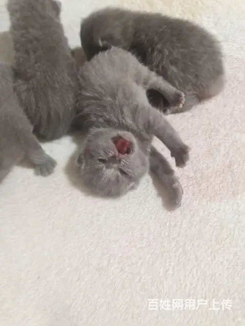 猫咪还没满月可以预定 - 图片 1