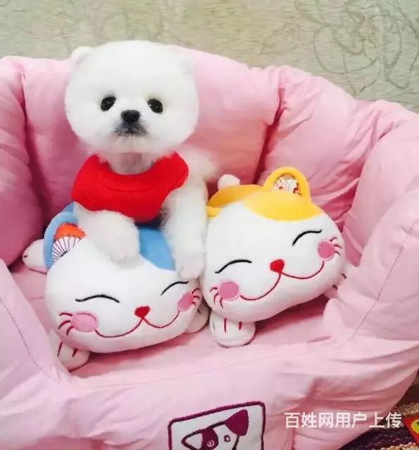 广州正规狗场 广州哪里有卖博美俊介犬 包纯种健康 - 图片 10