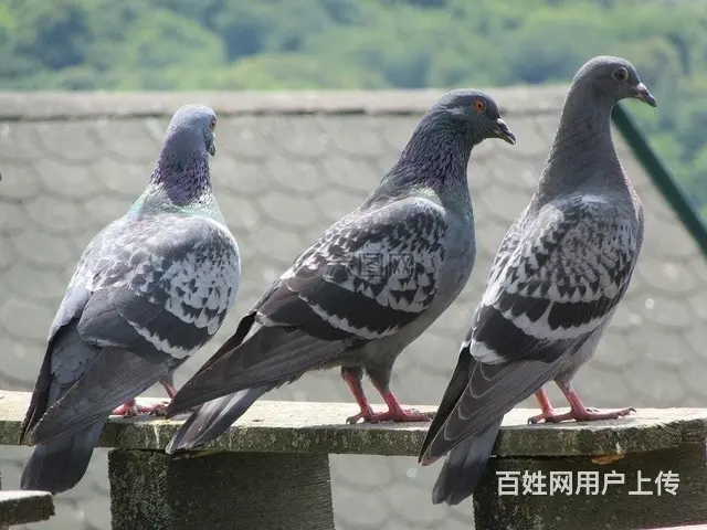 30只赛鸽后代清仓出售 - 图片 3