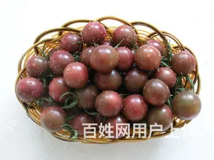渭南优质的樱桃番茄种子哪家好  - 图片 3
